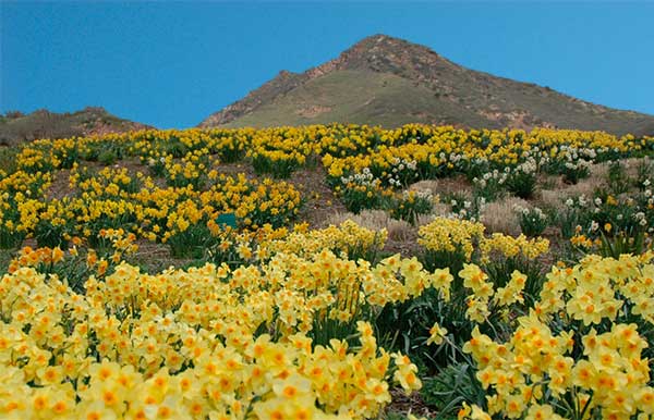 Bulbs Blooms Presented By Red Butte Garden At Red Butte Garden