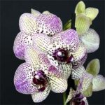 2023 Spring Orchid Show