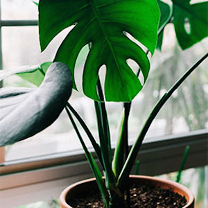 Selecting & Caring for Houseplants