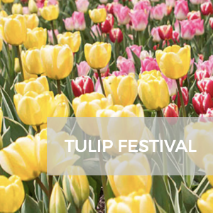 Virtual Tulip Festival