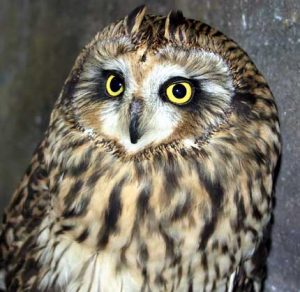 Wild Wednesdays: Owl Tales- VIRTUAL