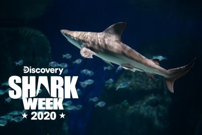 Shark Week 2020