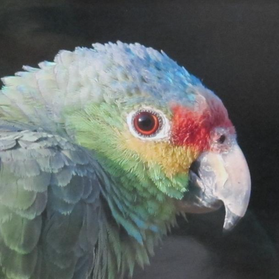 Parrot - Guatemala