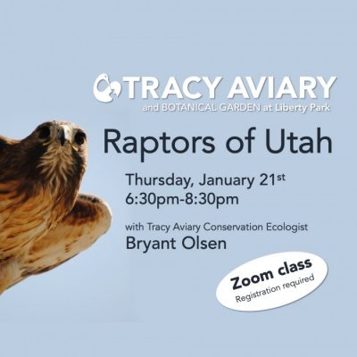 Raptors of Utah: Virtual Class