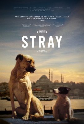 Stray (Virtual Cinema)