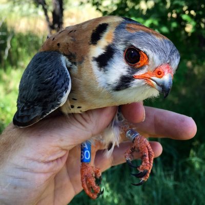 Raptors in our Backyard: Benefits, Challenges, and Opportunities for Citizen Science