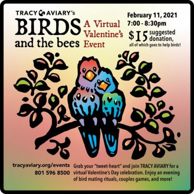 Virtual Valentines Day: Birds and the Bees