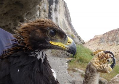 Protecting Scavenging Eagles from Vehicle Strikes