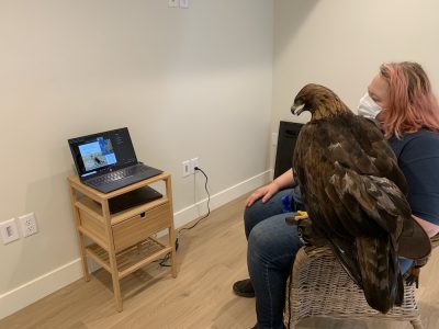 Reaching out with Raptor Ambassadors