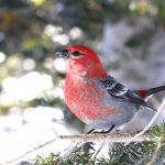 2022 Alta Birding Hikes with Tracy Aviary