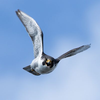 The Reintroduction of the Peregrine Falcon to Utah