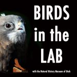 Birds in the Lab
