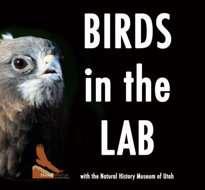 Birds in the Lab