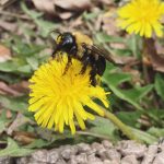 Protecting Pollinators Virtual Spring Camp (2nd-5th grade)