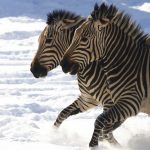 Tot Tuesday: Zooming with Zebras (Ages 3-6)