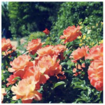 Rose Pests and Diseases