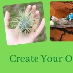 Create Your Own Air Plant!