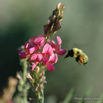 Volunteer: Pollinator Planting on the Preserve