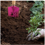 Growing Your Own Food Garden: Soil Preparation to Harvest