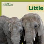 Little Zoo Classes: Young Learners at Utah's Hogle Zoo