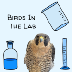 Birds in the Lab!
