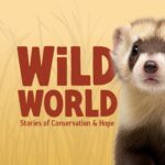 Wild World: Stories of Conservation & Hope