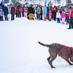 Avalanche Dog Demonstration