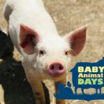 2024 Baby Animal Days and the Mountain Man Rendezvous