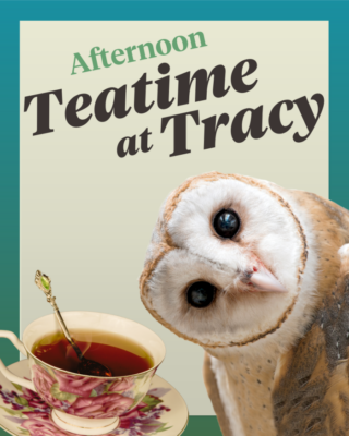 Teatime at Tracy – Afternoon Niceties