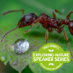 Exploring Nature Speaker Series: ANTS – The Little Things That Run the World!