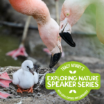 Exploring Nature Speaker Series: Raising Flamingos and Other Bird Breeding Stories